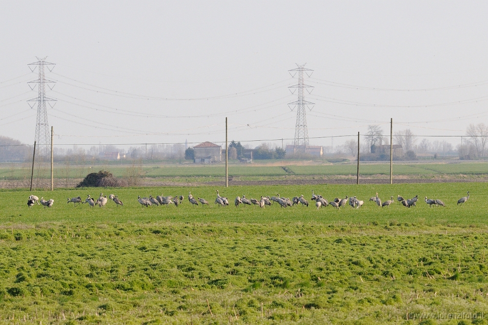 107690 Grus grus (Gru cenerina).jpg